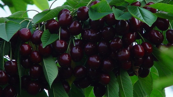 黑珍珠樱桃的养殖方法