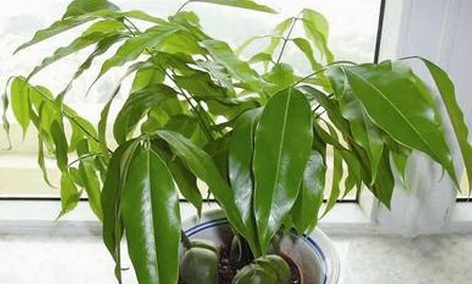 卫生间风水植物 卫生间风水植物