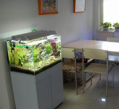 鱼缸选择的妙招