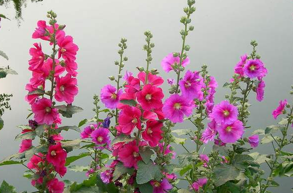 教你给家居布置一堵花墙