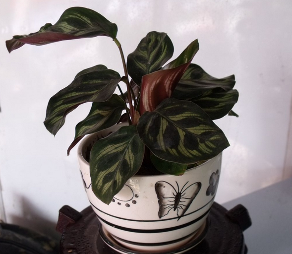 孔雀竹芋的养殖注意事项
