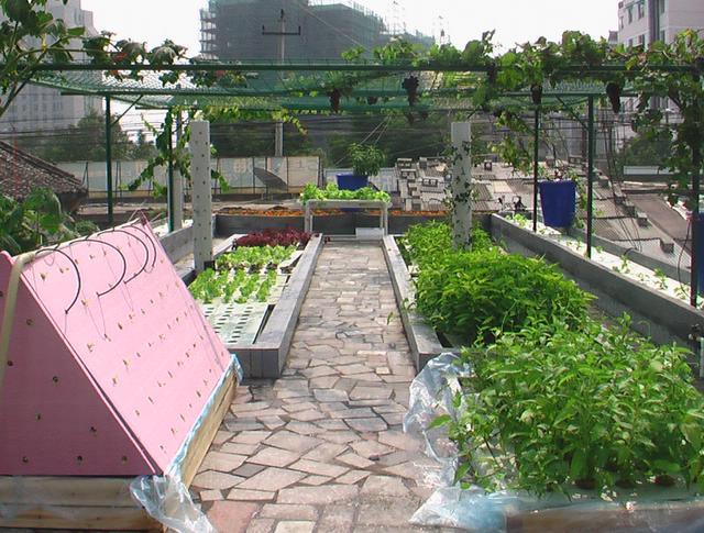 阳台水培蔬菜 阳台水培蔬菜