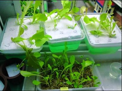 阳台水培蔬菜 阳台水培蔬菜