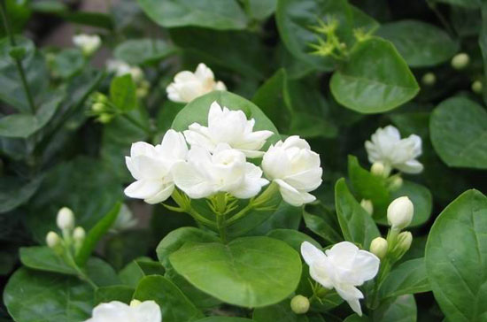 栀子花的养殖方法