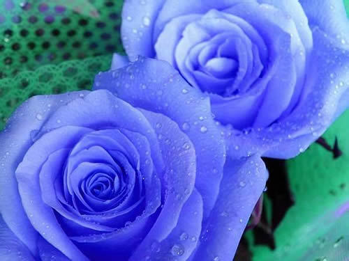 18朵玫瑰代表什么