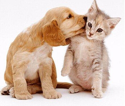 孕妇梦见猫和狗