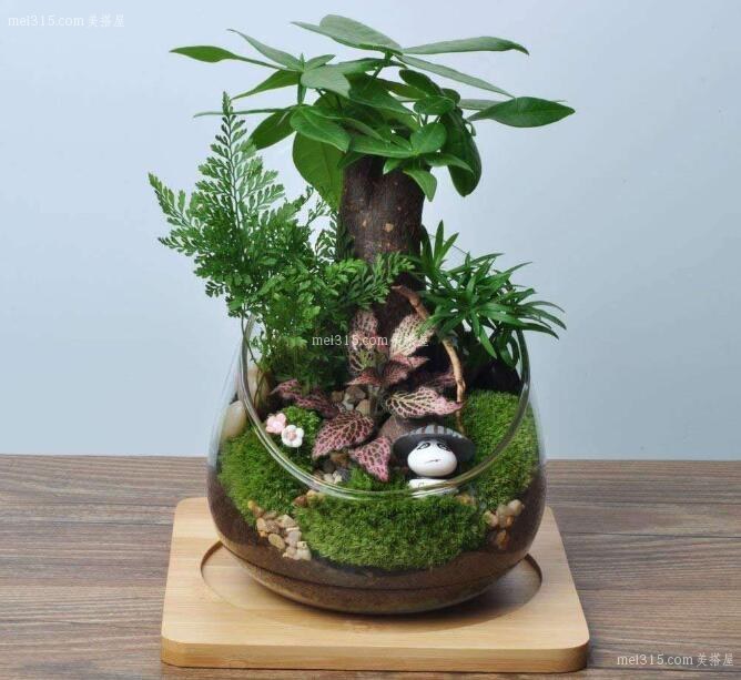 哪些植物能改善家居风水