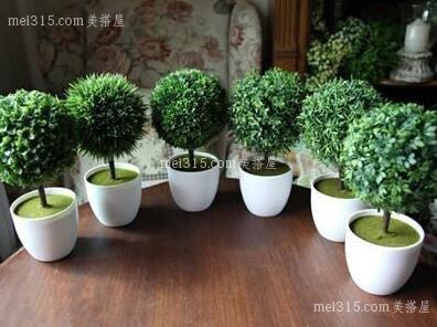 哪些植物能改善家居风水