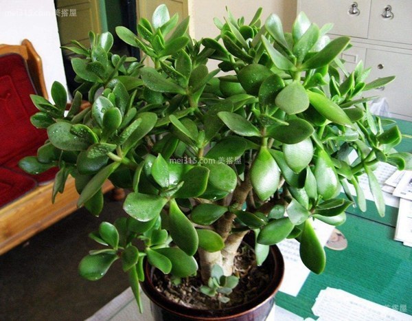 万年青花怎么养 万年青的养殖方法
