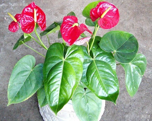 火鹤花可以在室内养殖吗 火鹤花有毒性吗？
