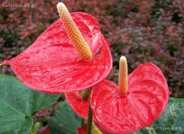 火鹤花可以在室内养殖吗 火鹤花有毒性吗？