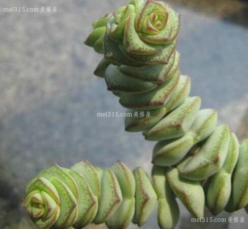钱串子花的风水作用