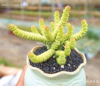 钱串子花的风水作用
