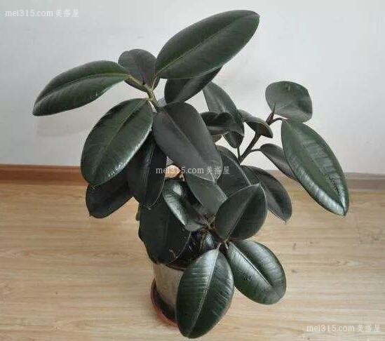 橡皮树的用途是什么