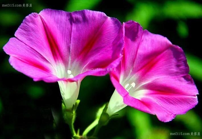 牵牛花的生长习性