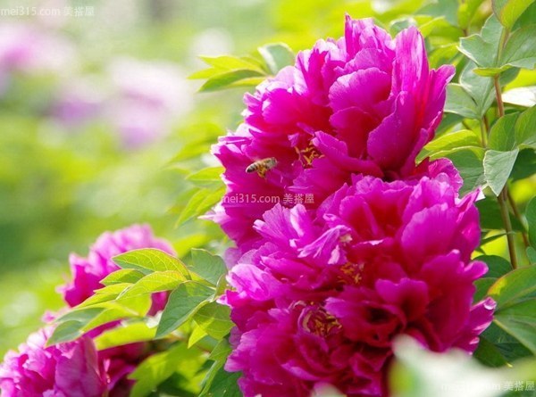 牡丹花的资料介绍 牡丹花的分类