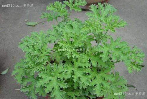 驱蚊草怎么养