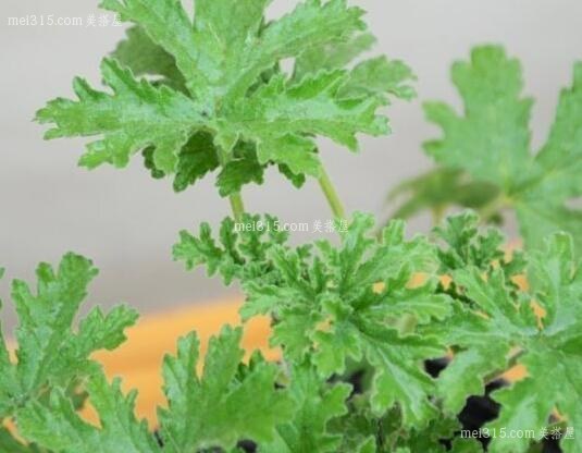 驱蚊草怎么养
