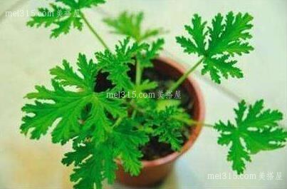 驱蚊草怎么养