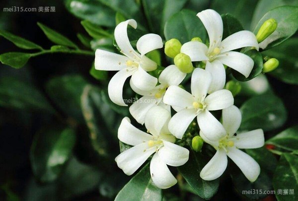 九里香养殖的繁殖方法 九里香花泡水喝的禁忌