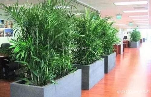 公司办公室适合养什么植物?公司办公室摆哪种植物好?
