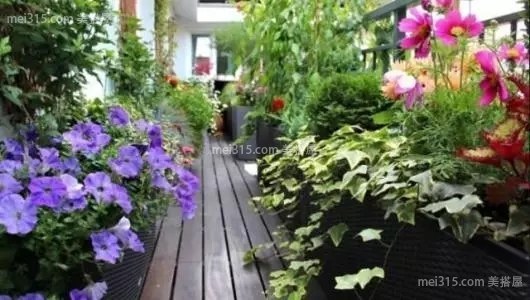 阳台种花问题百出？种植花卉先搞清这些养护技巧