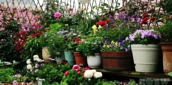 阳台种花问题百出？种植花卉先搞清这些养护技巧