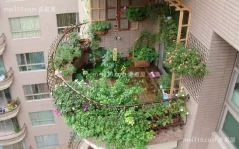 阳台种花问题百出？种植花卉先搞清这些养护技巧