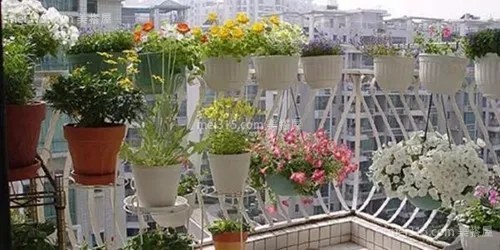 阳台种花问题百出？种植花卉先搞清这些养护技巧
