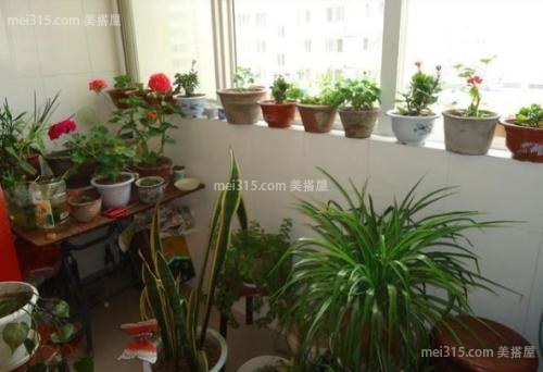 阳台花园种什么花好?哪些花适合种在阳台花园?