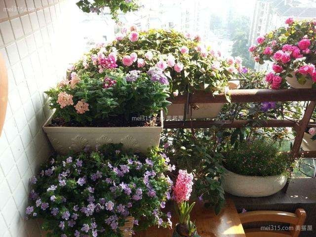 阳台花园种什么花好?哪些花适合种在阳台花园?