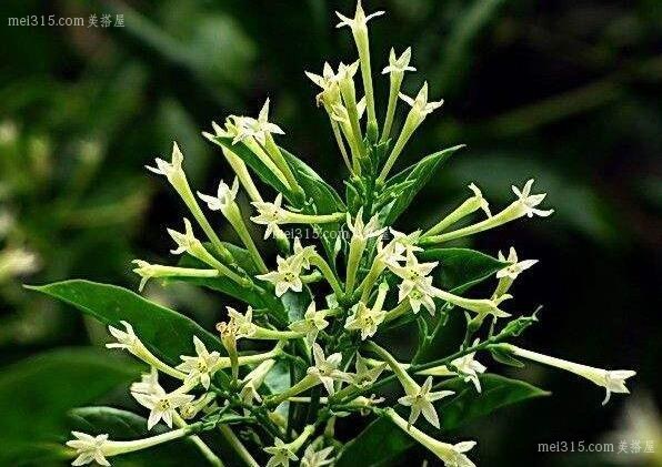 家中驱蚊植物有哪些
