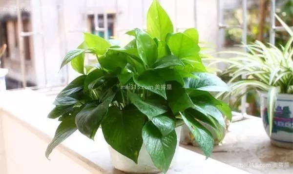 夏季室内养什么植物可以降温？推荐植物介绍