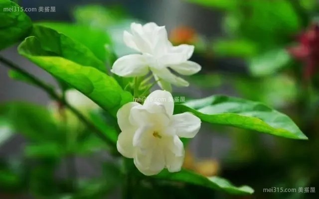 夏季室内养什么植物可以降温？推荐植物介绍