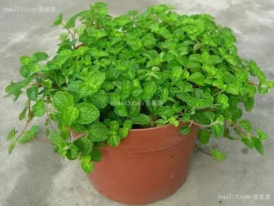 夏季室内养什么植物可以降温？推荐植物介绍