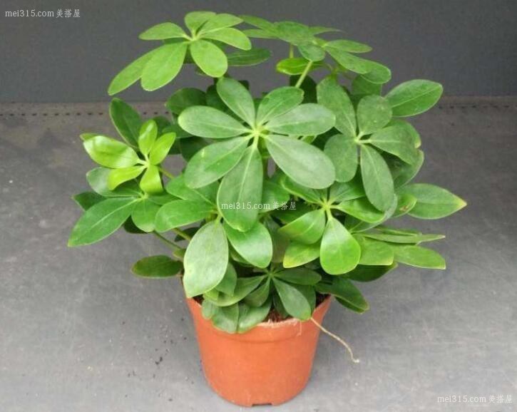 室内放什么植物比较好
