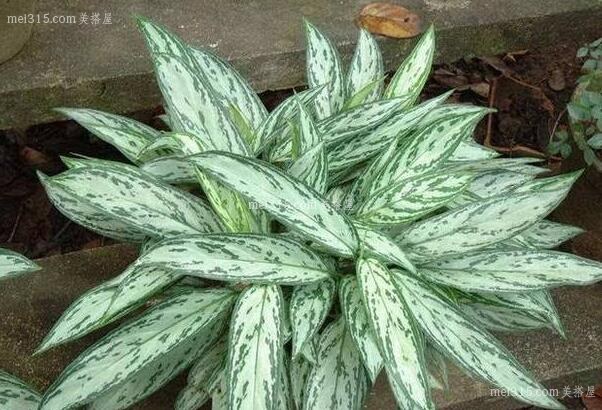 室内放什么植物比较好