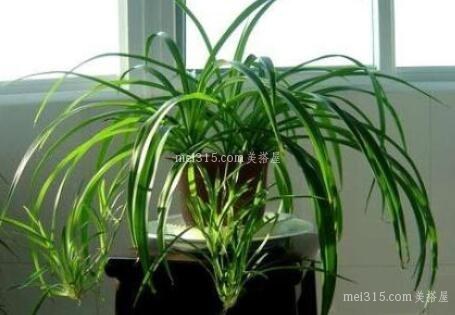 室内放什么植物比较好