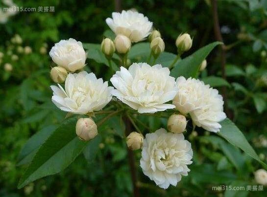 木香的功效作用