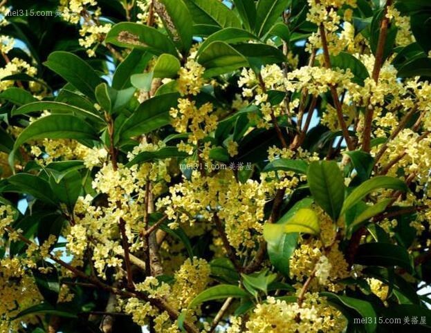 桂花树如何种植