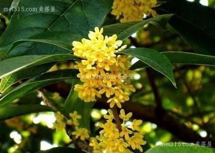 桂花树如何种植