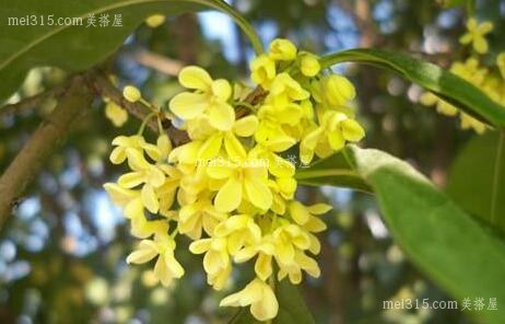 桂花树如何种植