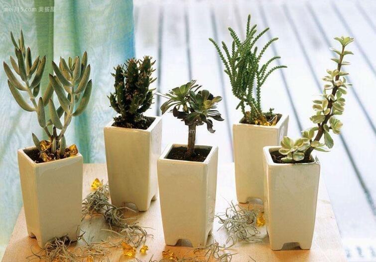 室内绿化植物的选择