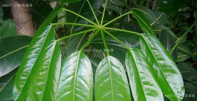 大叶伞是什么植物