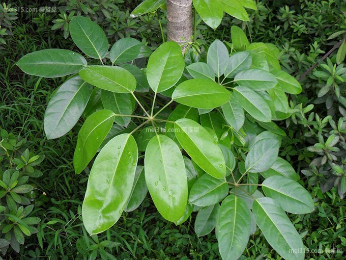 大叶伞是什么植物